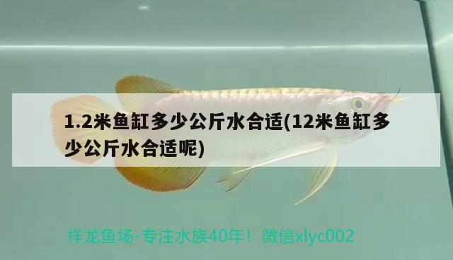 1.2米魚缸多少公斤水合適(12米魚缸多少公斤水合適呢) 2024第28屆中國國際寵物水族展覽會CIPS（長城寵物展2024 CIPS）