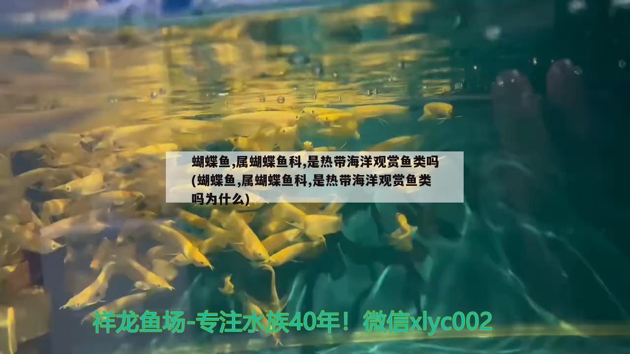 蝴蝶魚,屬蝴蝶魚科,是熱帶海洋觀賞魚類嗎(蝴蝶魚,屬蝴蝶魚科,是熱帶海洋觀賞魚類嗎為什么)