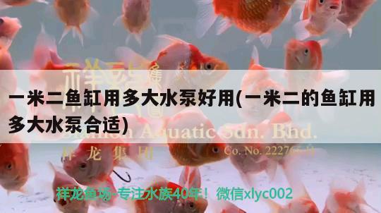 一米二魚缸用多大水泵好用(一米二的魚缸用多大水泵合適) 蘇虎苗（蘇門答臘虎魚苗）