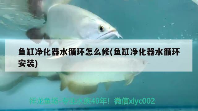 魚缸凈化器水循環(huán)怎么修(魚缸凈化器水循環(huán)安裝)