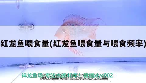 紅龍魚喂食量(紅龍魚喂食量與喂食頻率) 觀賞魚 第2張