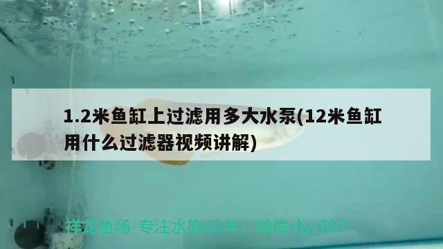 1.2米魚缸上過濾用多大水泵(12米魚缸用什么過濾器視頻講解)