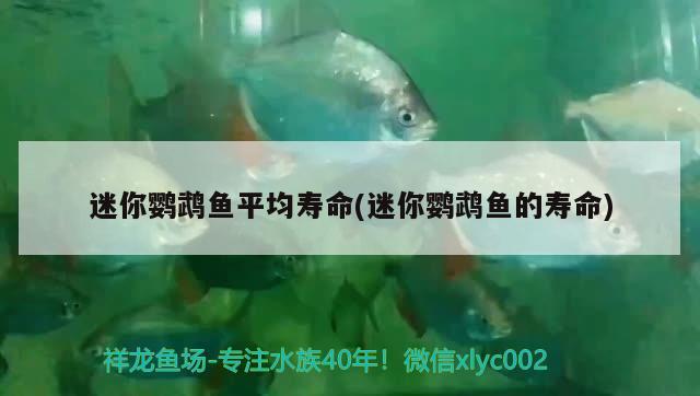 迷你鸚鵡魚平均壽命(迷你鸚鵡魚的壽命) 鸚鵡魚