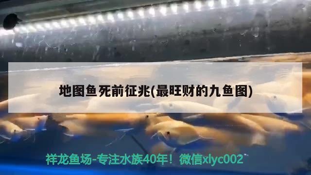 地圖魚死前征兆(最旺財(cái)?shù)木鹏~圖) 觀賞魚