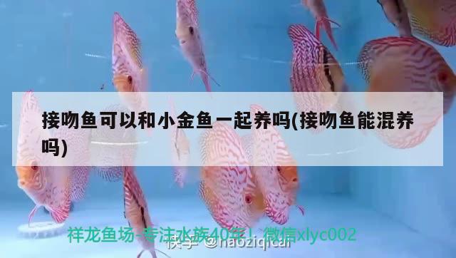 接吻魚可以和小金魚一起養(yǎng)嗎(接吻魚能混養(yǎng)嗎) 觀賞魚