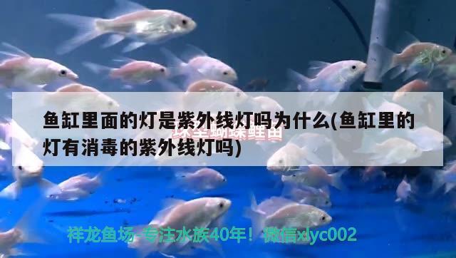 魚缸里面的燈是紫外線燈嗎為什么(魚缸里的燈有消毒的紫外線燈嗎)