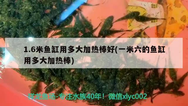 1.6米魚(yú)缸用多大加熱棒好(一米六的魚(yú)缸用多大加熱棒)