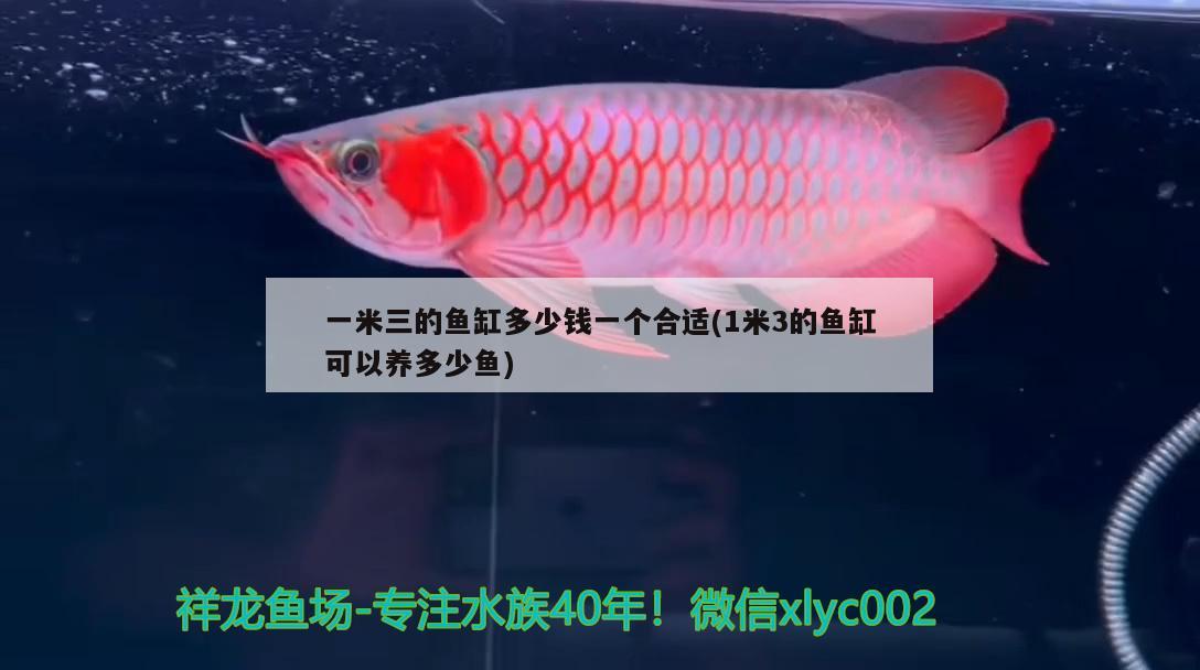 一米三的魚缸多少錢一個(gè)合適(1米3的魚缸可以養(yǎng)多少魚)