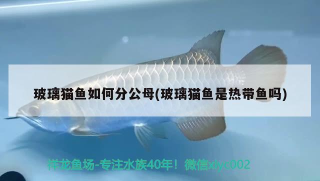 玻璃貓魚如何分公母(玻璃貓魚是熱帶魚嗎)