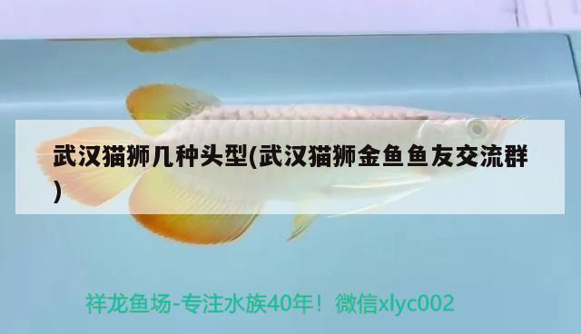 武漢貓獅幾種頭型(武漢貓獅金魚魚友交流群) 觀賞魚