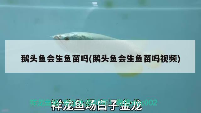 鵝頭魚會生魚苗嗎(鵝頭魚會生魚苗嗎視頻)