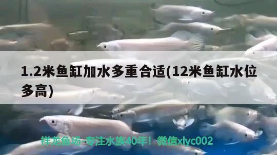 1.2米魚缸加水多重合適(12米魚缸水位多高)