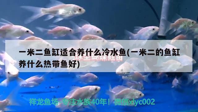 一米二魚缸適合養(yǎng)什么冷水魚(一米二的魚缸養(yǎng)什么熱帶魚好)