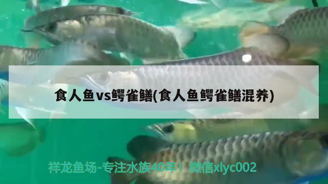 食人魚vs鱷雀鱔(食人魚鱷雀鱔混養(yǎng))