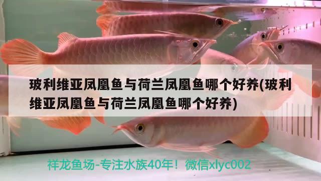 玻利維亞鳳凰魚與荷蘭鳳凰魚哪個好養(yǎng)(玻利維亞鳳凰魚與荷蘭鳳凰魚哪個好養(yǎng)) 觀賞魚