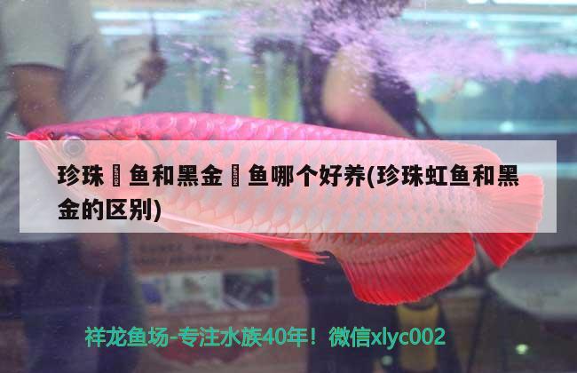 珍珠魟魚和黑金魟魚哪個好養(yǎng)(珍珠虹魚和黑金的區(qū)別)