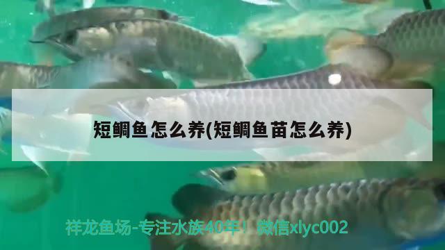 短鯛魚怎么養(yǎng)(短鯛魚苗怎么養(yǎng))