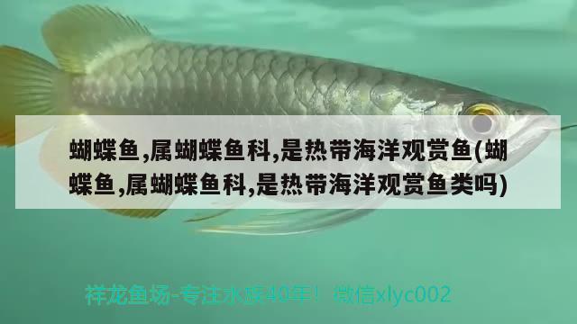 蝴蝶魚,屬蝴蝶魚科,是熱帶海洋觀賞魚(蝴蝶魚,屬蝴蝶魚科,是熱帶海洋觀賞魚類嗎) 蝴蝶鯉