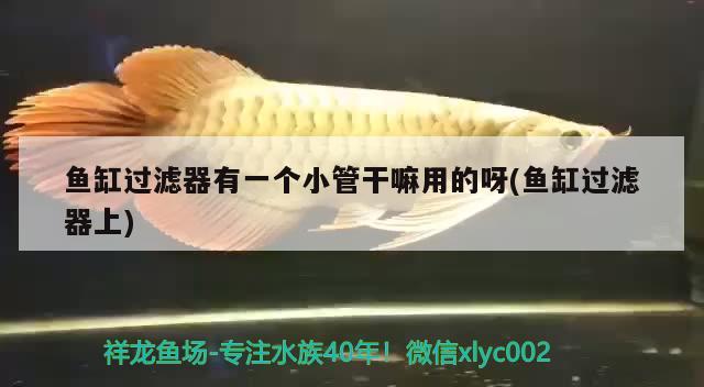 魚缸過濾器有一個小管干嘛用的呀(魚缸過濾器上)