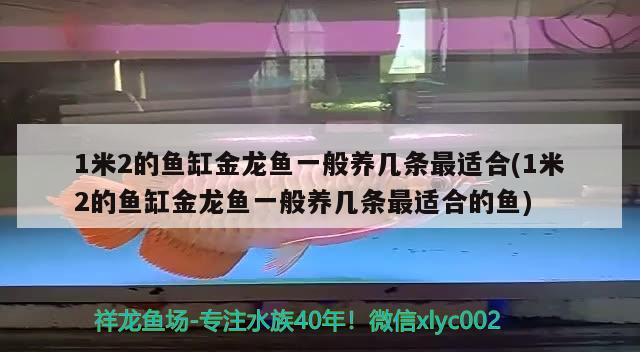 1米2的魚缸金龍魚一般養(yǎng)幾條最適合(1米2的魚缸金龍魚一般養(yǎng)幾條最適合的魚) 廣州龍魚批發(fā)市場