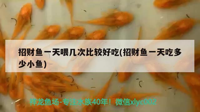 招財魚一天喂幾次比較好吃(招財魚一天吃多少小魚) 觀賞魚 第2張