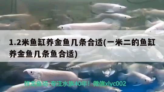 1.2米魚缸養(yǎng)金魚幾條合適(一米二的魚缸養(yǎng)金魚幾條魚合適)