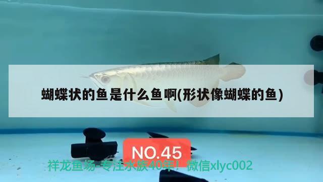 蝴蝶狀的魚(yú)是什么魚(yú)啊(形狀像蝴蝶的魚(yú)) 蝴蝶鯉