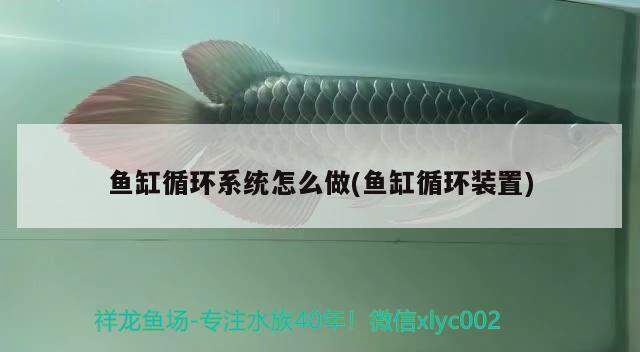 魚缸循環(huán)系統(tǒng)怎么做(魚缸循環(huán)裝置) 白子黑帝王魟魚