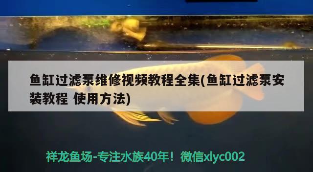 魚缸過濾泵維修視頻教程全集(魚缸過濾泵安裝教程使用方法)