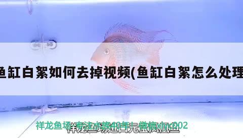 魚缸白絮如何去掉視頻(魚缸白絮怎么處理)