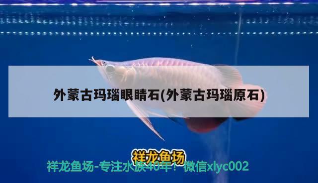 外蒙古瑪瑙眼睛石(外蒙古瑪瑙原石) 觀賞魚