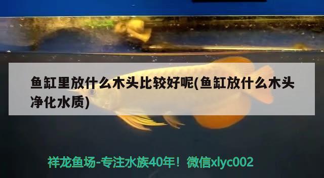 魚缸里放什么木頭比較好呢(魚缸放什么木頭凈化水質(zhì))