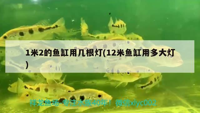 1米2的魚缸用幾根燈(12米魚缸用多大燈)