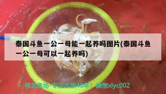 泰國斗魚一公一母能一起養(yǎng)嗎圖片(泰國斗魚一公一母可以一起養(yǎng)嗎) 泰國斗魚