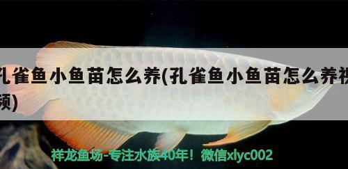 孔雀魚小魚苗怎么養(yǎng)(孔雀魚小魚苗怎么養(yǎng)視頻) 觀賞魚