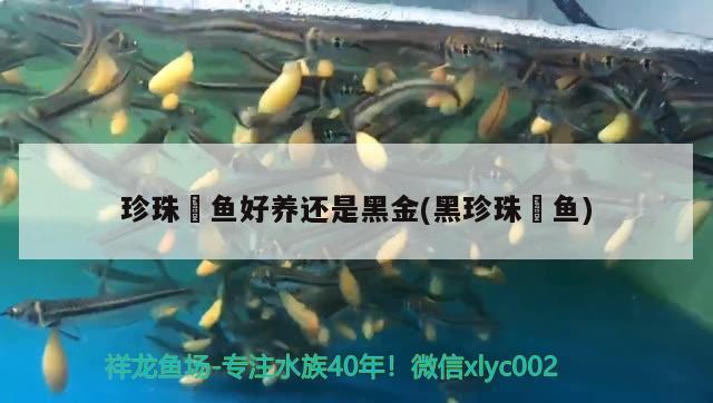 珍珠魟魚(yú)好養(yǎng)還是黑金(黑珍珠鳉魚(yú))