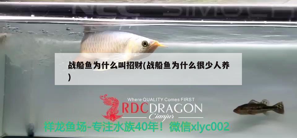 戰(zhàn)船魚(yú)為什么叫招財(cái)(戰(zhàn)船魚(yú)為什么很少人養(yǎng)) 觀賞魚(yú)