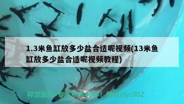 1.3米魚缸放多少鹽合適呢視頻(13米魚缸放多少鹽合適呢視頻教程)