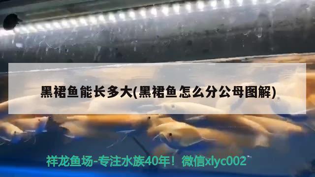 黑裙魚能長多大(黑裙魚怎么分公母圖解) 觀賞魚