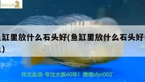 魚缸里放什么石頭好(魚缸里放什么石頭好養(yǎng)魚) 白子銀版魚苗