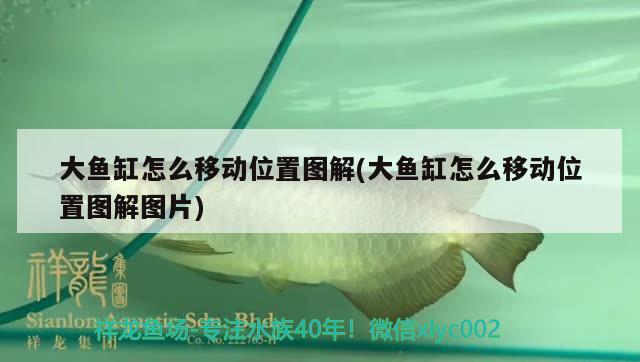 大魚缸怎么移動位置圖解(大魚缸怎么移動位置圖解圖片) 水族維護服務(wù)（上門）