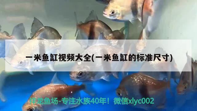 一米魚缸視頻大全(一米魚缸的標準尺寸)