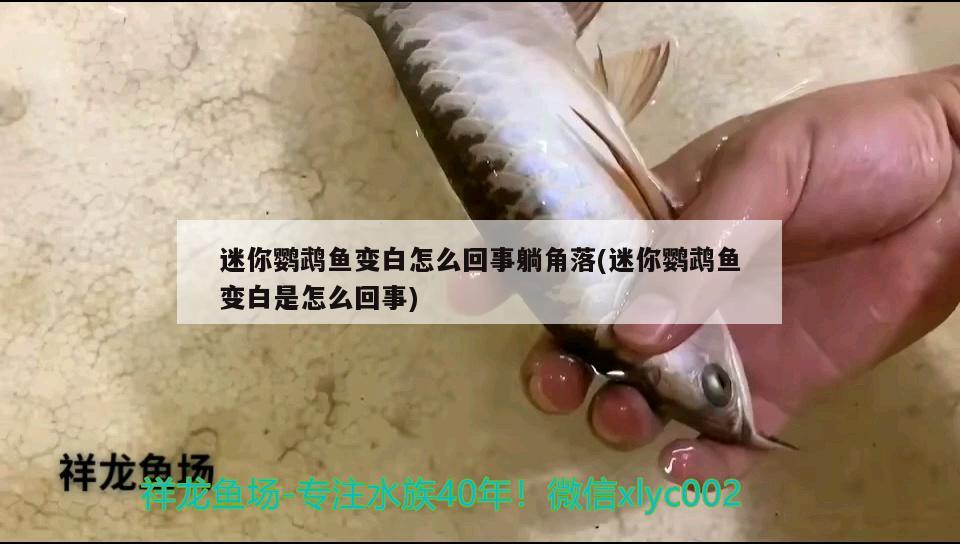 迷你鸚鵡魚變白怎么回事躺角落(迷你鸚鵡魚變白是怎么回事)