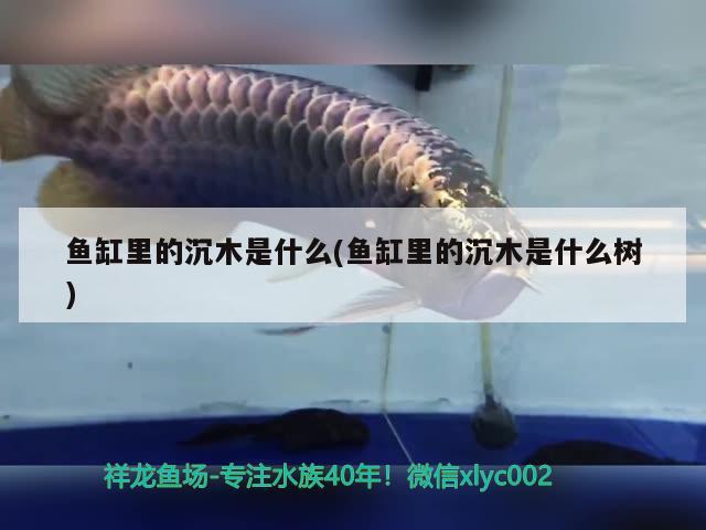 魚(yú)缸里的沉木是什么(魚(yú)缸里的沉木是什么樹(shù))