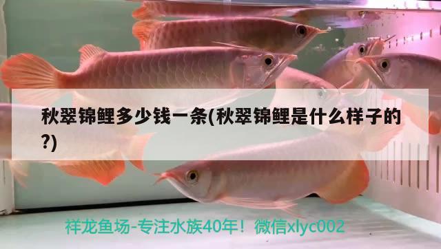 秋翠錦鯉多少錢(qián)一條(秋翠錦鯉是什么樣子的?) 觀賞魚(yú)