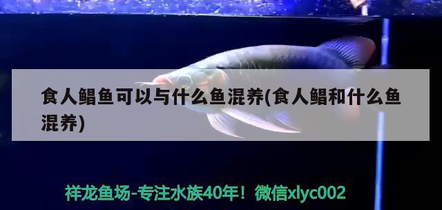 食人鯧魚可以與什么魚混養(yǎng)(食人鯧和什么魚混養(yǎng))