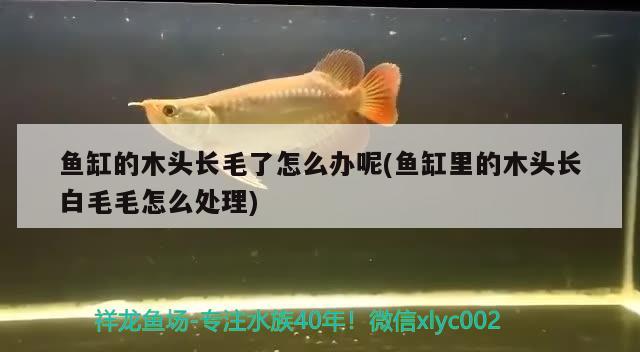 魚缸的木頭長(zhǎng)毛了怎么辦呢(魚缸里的木頭長(zhǎng)白毛毛怎么處理) 大白鯊魚