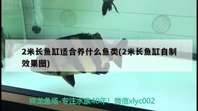 2米長魚缸適合養(yǎng)什么魚類(2米長魚缸自制效果圖)