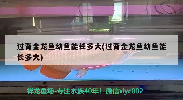 過背金龍魚幼魚能長多大(過背金龍魚幼魚能長多大)