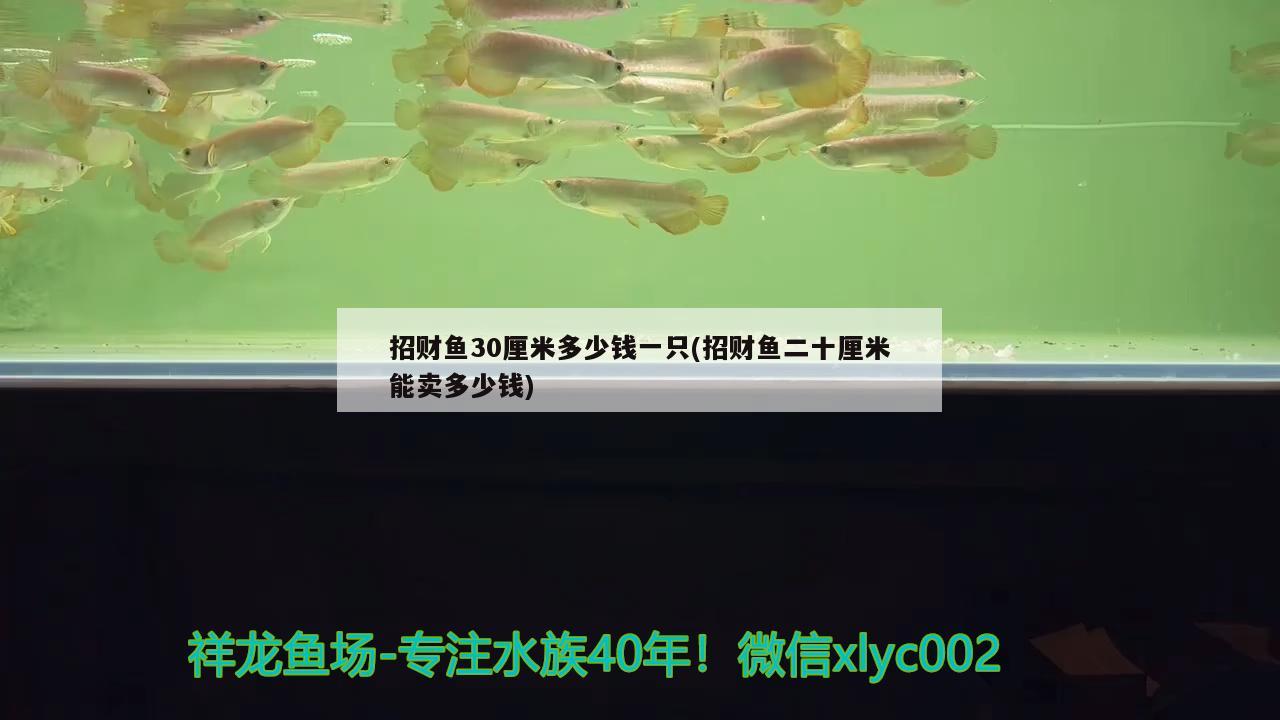 招財(cái)魚30厘米多少錢一只(招財(cái)魚二十厘米能賣多少錢)